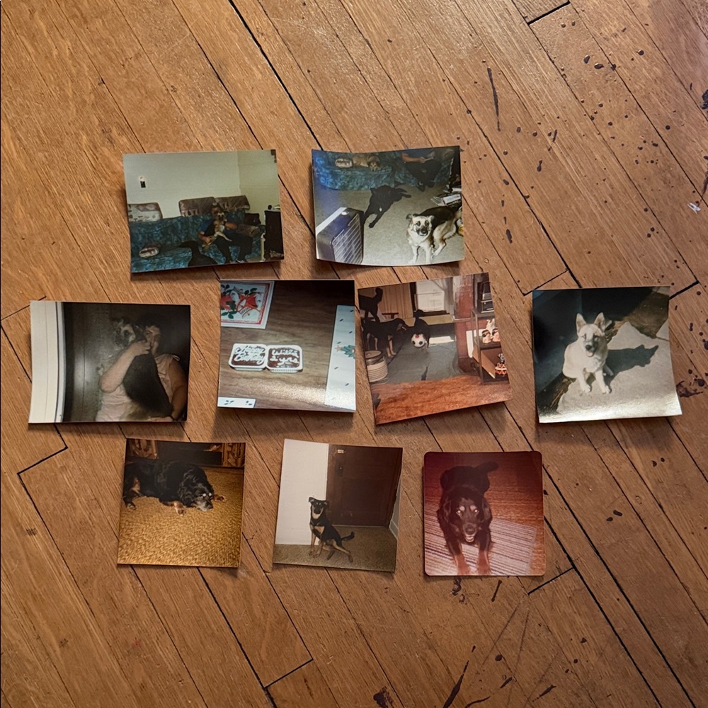 Vintage Dog Photo Collection